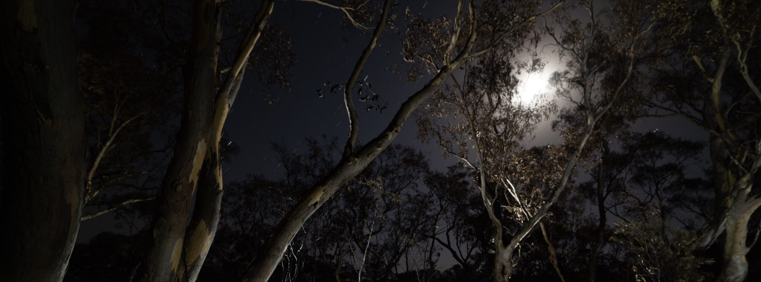 Moonlit trees after the fire