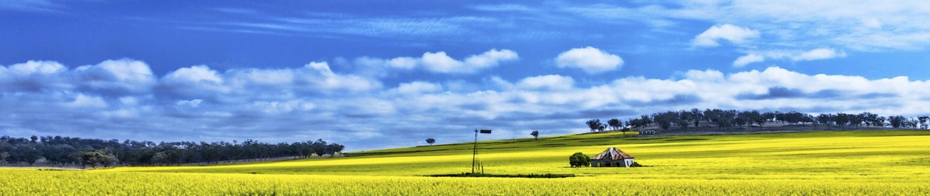 CANOLA FIELDS