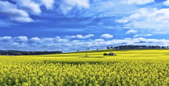 CANOLA FIELDS