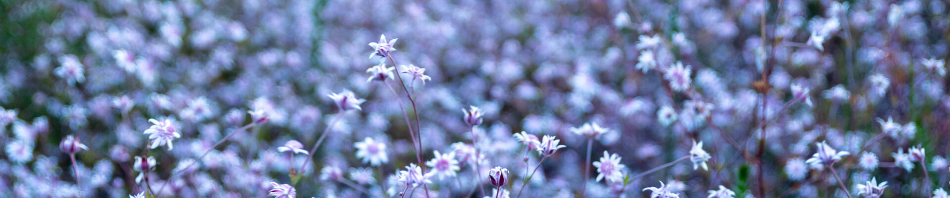 Pink Flannel Flowers in Mount Victoria