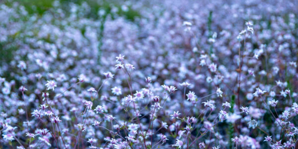 Pink Flannel Flowers in Mount Victoria